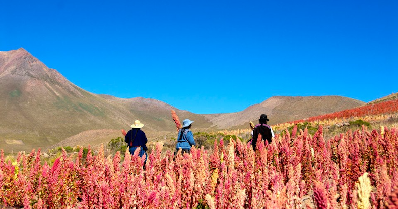 Tirocini alla FAO