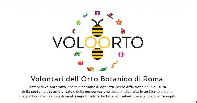 Voloorto